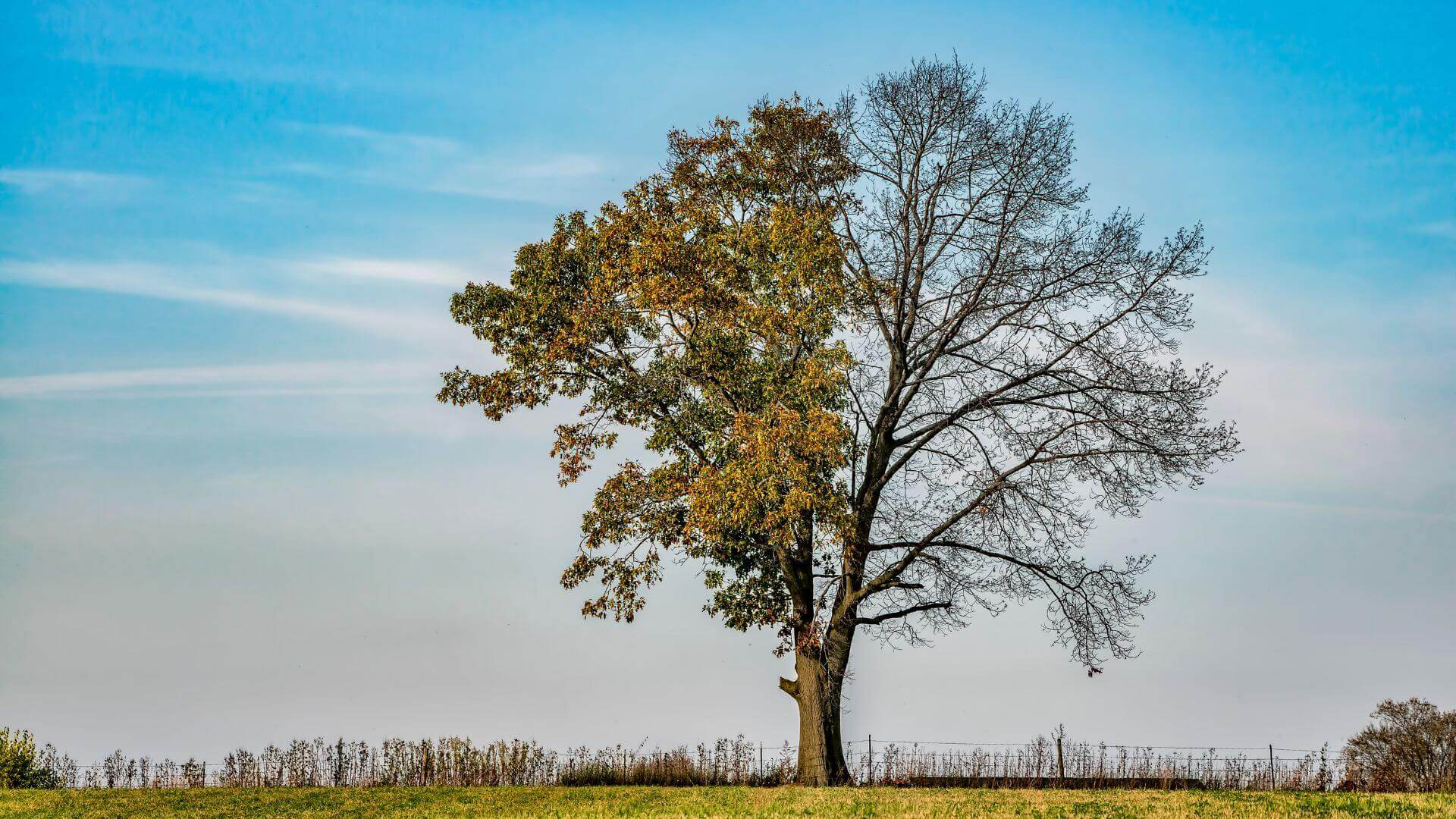 Deux arbres en nous l'arbre de la connaissance et l'arbre de vie
