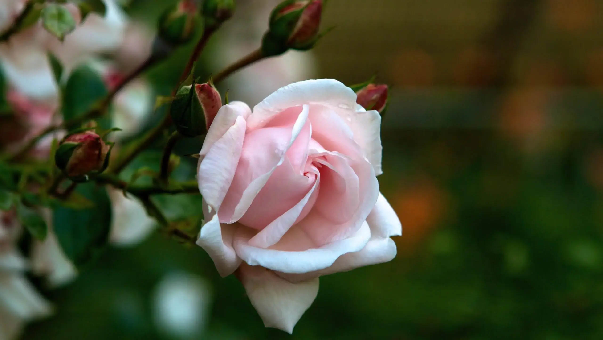 Eine einzelne hellrosa Rose, gerade am Aufblühen, an einem beblätterten Stiel