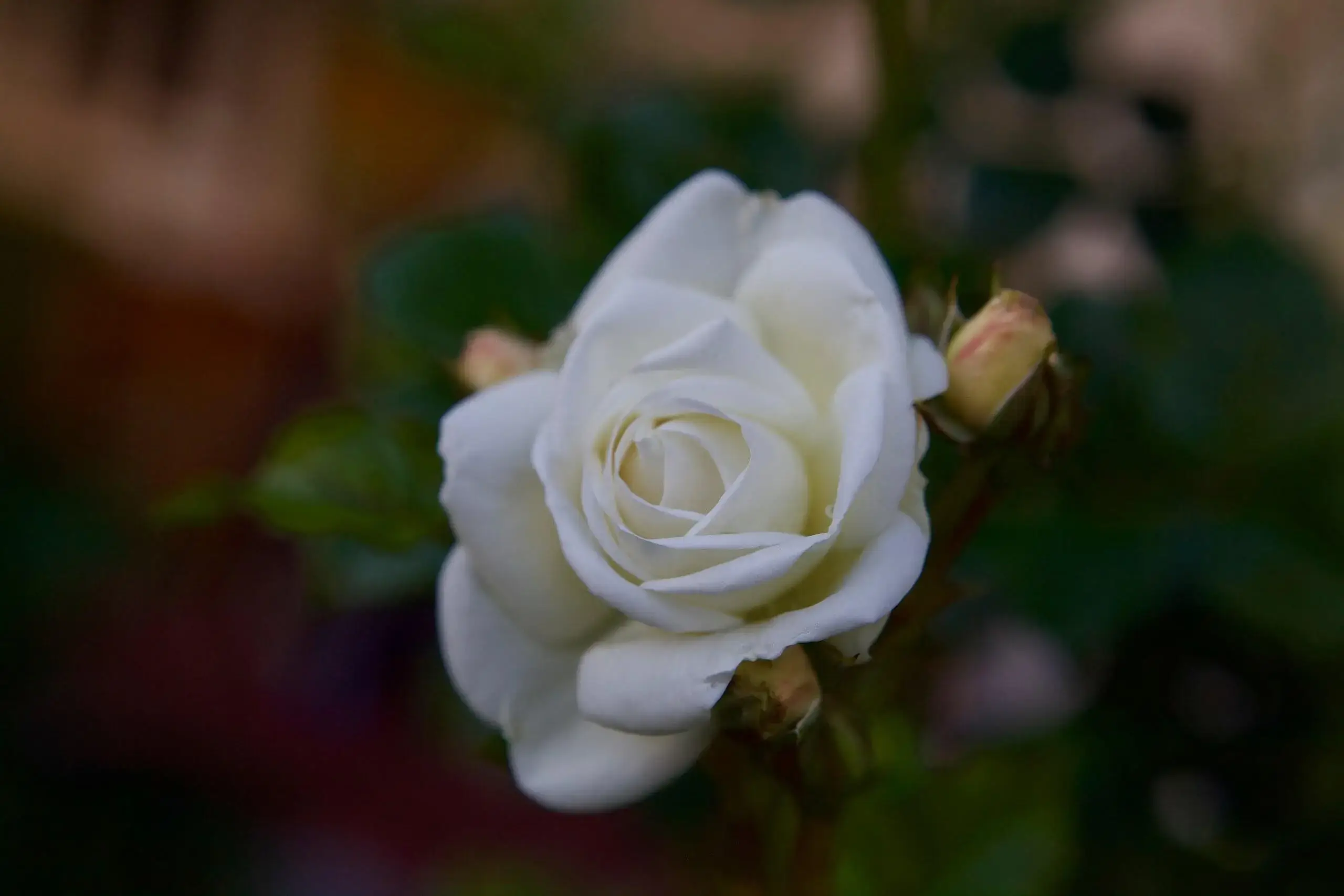 Eine einzelne weiße Rose, leicht geöffnet, mit kleinen Knospen am Stiel