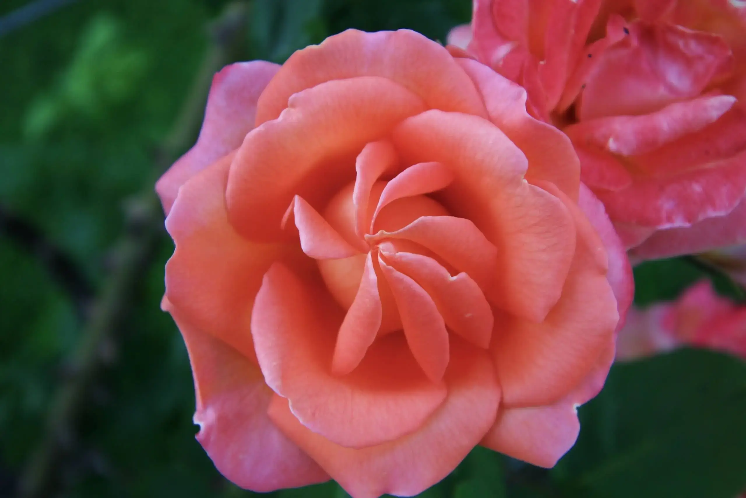Große, gefüllte rosa-pfirsichfarbene Rose in voller Blüte